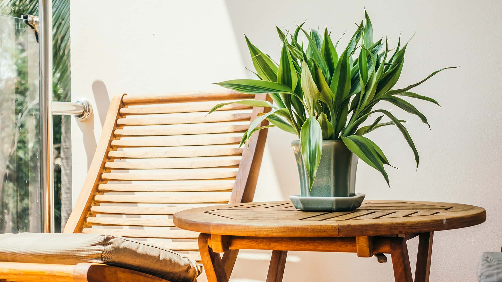Plants on Terraces and Solariums
