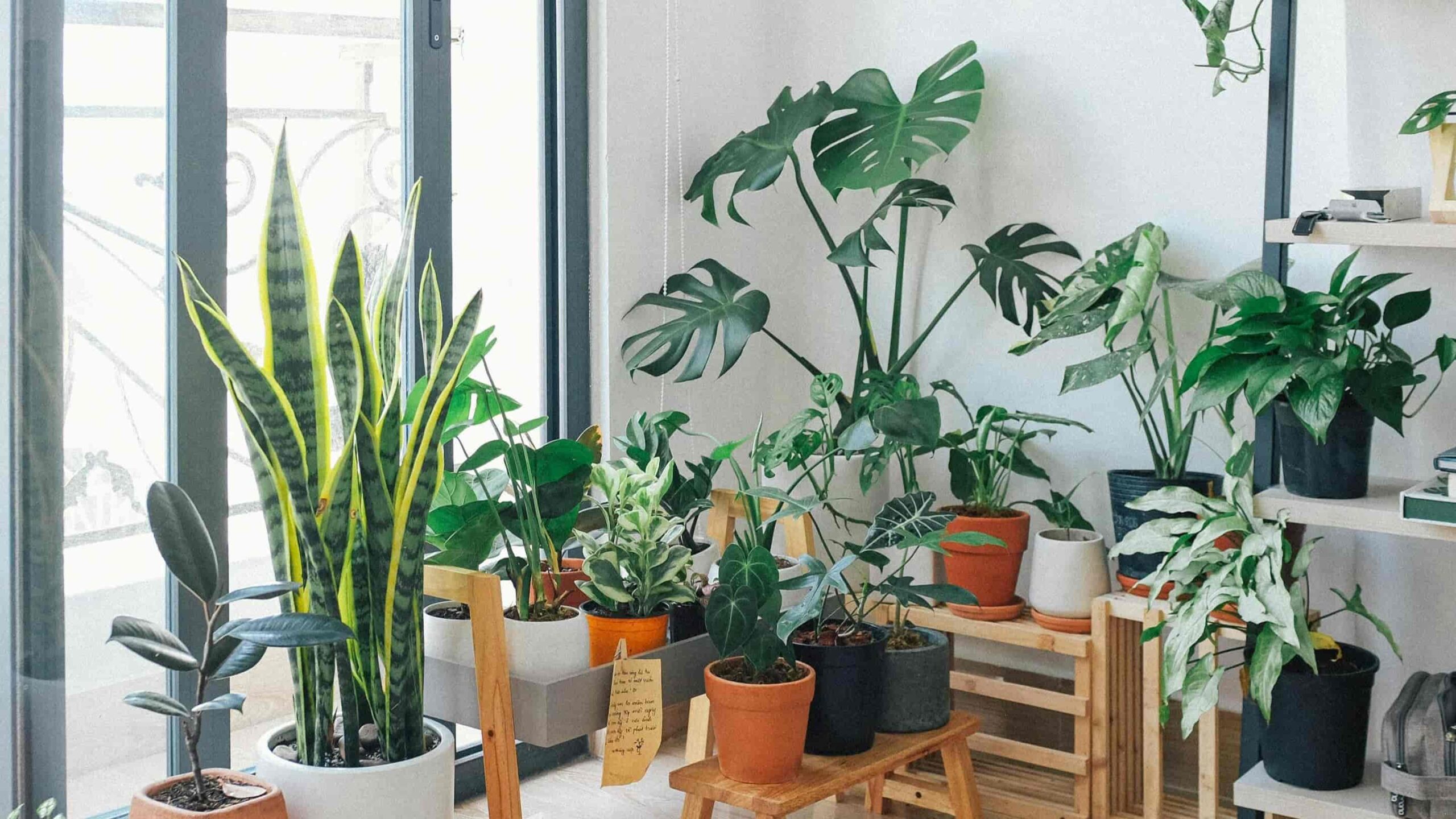 Plants on Terraces and Solariums