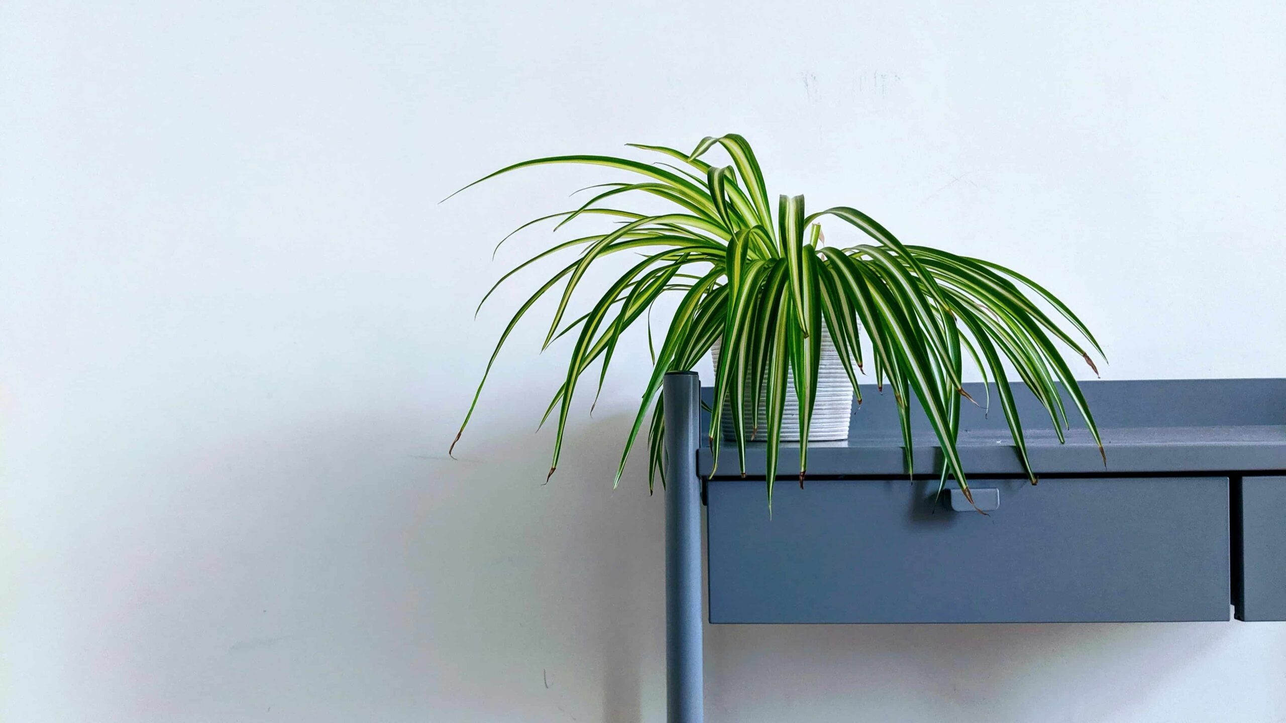 plantas en terrazas y solárium